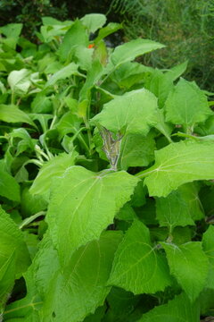 Yacon plant, smallanthus sonchifolius, growing in garden, displaying vibrant green leaves with textured surface
