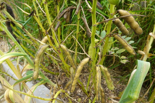 Haricot bean pods maturing and drying on a plant in a garden, showing autumn harvest preparation