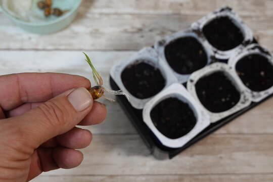 Hand holding sprouting tiger nut ready for planting