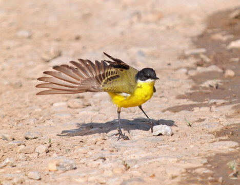 Western yellow wagtail (Motacilla flava) male stretching one wing during feather ruffling