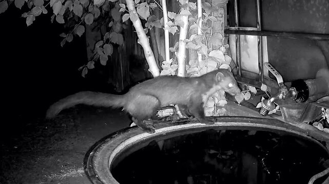 Steinmarder, Martes foina trinkt nachts am Wasserfass Wasser, Durst, Nachtaufnahme, Wildkamera