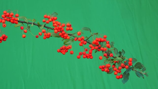 Firethorn branch with bright orange berries on chroma key green screen.