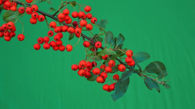 Firethorn branch with bright orange berries on chroma key green screen.