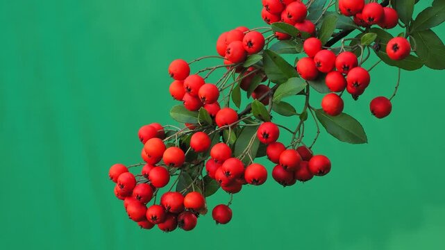 Firethorn branch with bright orange berries on chroma key green screen.