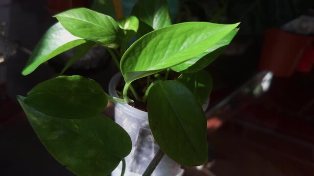 Misting golden pothos leaves during indoor plant care routine.

Close-up of spraying golden pothos leaves with water as part of a healthy houseplant care routine. Cozy indoor lifestyle 