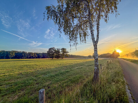 Golden Sunrise Over Rural Meadow with Birch Tree Along Country Road, Brecht, Belgi&euml;