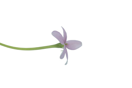 Single delicate pink cleome flower on transparent png background, in full bloom