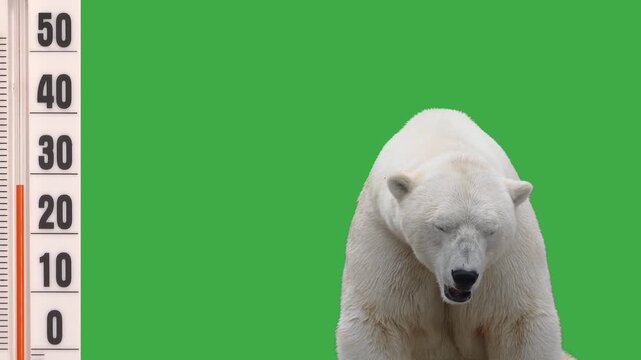 Polar bear suffering from hot temperature on green screen background.