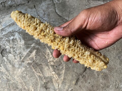Hand holding an empty eaten corn cob against a concrete background. top view.