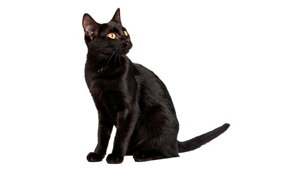 Elegant sleek black domestic cat pet sitting alert isolated on a transparent background © belova-png