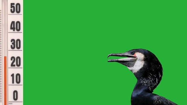 A cormorant, exhausted by the heat, looks at a thermometer showing a temperature of +45&deg;C. Green screen.