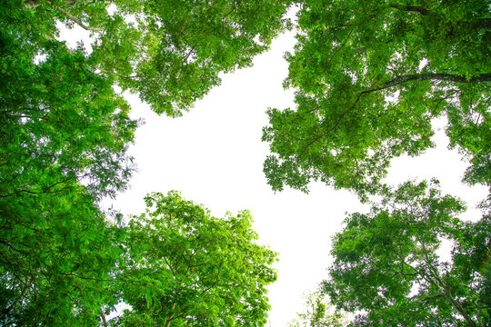 Low angle view of lush green trees canopy against bright white sky in tropical forest.Bottom up view of beautiful green tree tops and foliage in summer jungle.