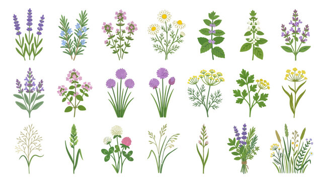 Botanical Illustration of Assorted Herbs and Wildflowers, Watercolor Style