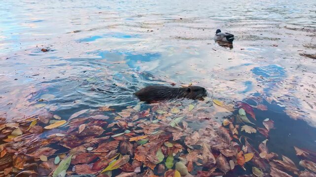 Coypu swim across surface of water through fallen autumn leaves, swimming alongside wild ducks, slow motion. Nutria swims in river alongside mallards among fall foliage floating on surface.
