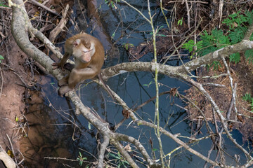 THAILAND NAKHON NAYOK KHAO YAI NATIONALPARK HAEW NAROK WATERFALL © flu4022