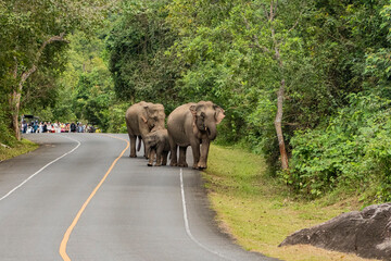 THAILAND NAKHON NAYOK KHAO YAI NATIONALPARK ROAD ELEPHANT © flu4022