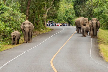 THAILAND NAKHON NAYOK KHAO YAI NATIONALPARK ROAD ELEPHANT © flu4022