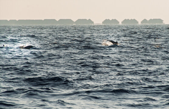 Dolphins leaping from the ocean water with spray, swimming freely in the natural habitat while overwater bungalows of a tropical island resort line the distant horizon