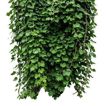 Green leafy vine plant with heart shaped leaves and long stems hanging down isolated on white background for design and decoration purposes  natural elements