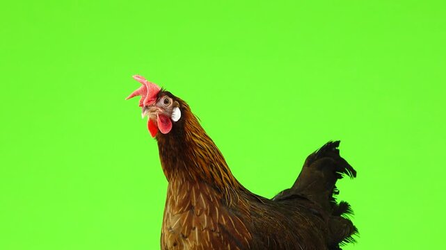 Brown hen side view looking left on chroma key green screen.