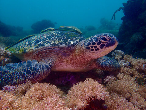Green sea turtle resting on a coral reef with remoras on its shell. The green sea turtle provides shelter and transport for remoras, illustrating a fascinating example of marine symbiosis.