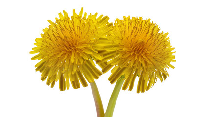 Isolated two bright yellow dandelion flowers with green stems blooming in spring © Diego