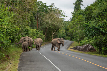 THAILAND NAKHON NAYOK KHAO YAI NATIONALPARK ROAD ELEPHANT © flu4022