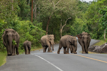 THAILAND NAKHON NAYOK KHAO YAI NATIONALPARK ROAD ELEPHANT © flu4022