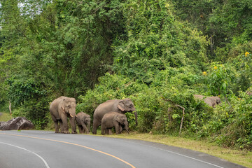 THAILAND NAKHON NAYOK KHAO YAI NATIONALPARK ROAD ELEPHANT © flu4022