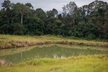 THAILAND NAKHON NAYOK KHAO YAI NATIONALPARK SALT LICK © flu4022