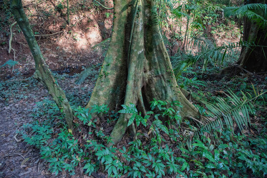 THAILAND NAKHON NAYOK KHAO YAI NATIONALPARK HAEW NAROK WATERFALL