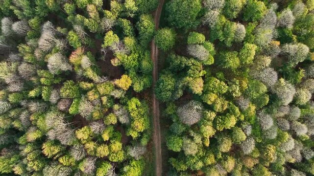 Aerial top-down view of a dense green forest with a dirt road running through the autumn trees.