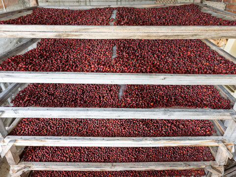 Rose Hips Drying on Wooden Racks in Traditional Storage Facility, Natural Herbal Fruit Harvest Processing