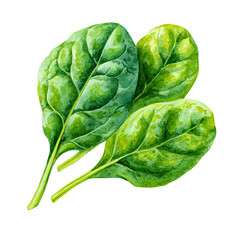 Fototapeta premium Spinach Leaf, watercolor vector, isolated on a white background.