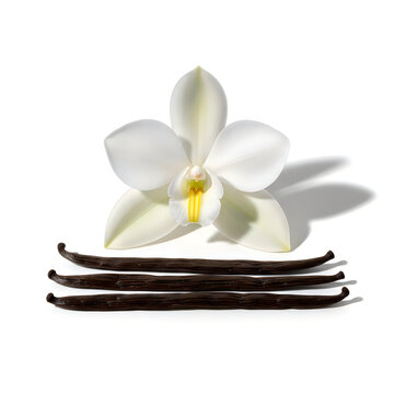Vanilla bean pods with orchid flower illustration isolated on white background