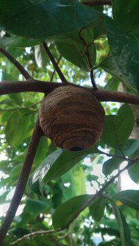 Wild paper wasp nest hanging on a tree branch