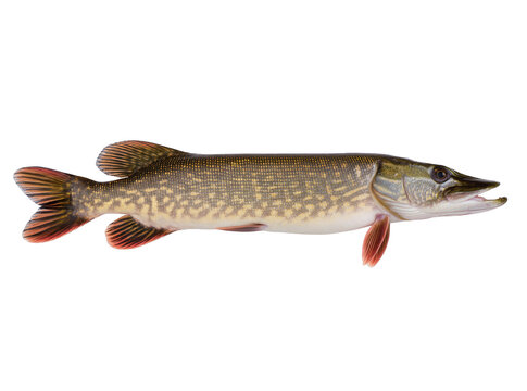 Isolated predatory northern pike fish displaying vibrant scales and open mouth, perfect side view.