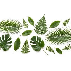 Assortment of Green Tropical Leaves Arranged in a Pattern on White Background green leaves © Designbd25