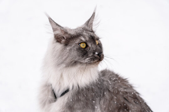 Portrait of the Silver Black smoke long haired Maine Coon kitten with almond-like yellow eyes and lynx tipped ears, with harness on sitting on the white snow.