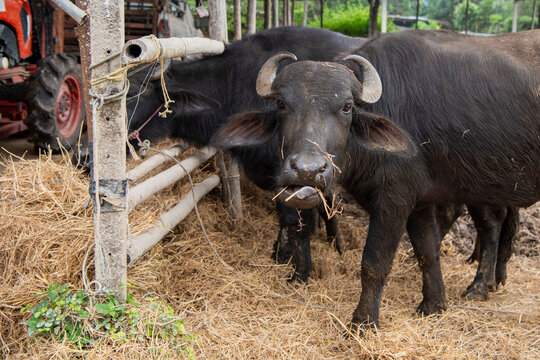 THAILAND NAKHON NAYOK AGRICULTURE BUFFALO MILK FARM