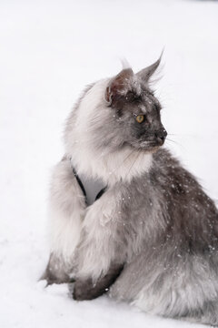 Portrait of the Silver Black smoke long haired Maine Coon kitten with almond-like yellow eyes and  lynx tipped ears, with harness and leash on, sitting on the white snow.
