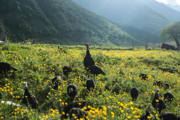 Free range turkeys grazing in mountain wildflower meadow © Samantha
