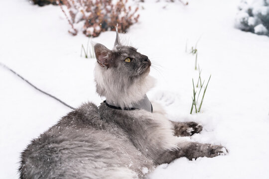 Portrait of the Silver Black smoke long haired Maine Coon kitten with almond-like yellow eyes and lynx tipped ears, with harness on, laying relaxed on the white snow.