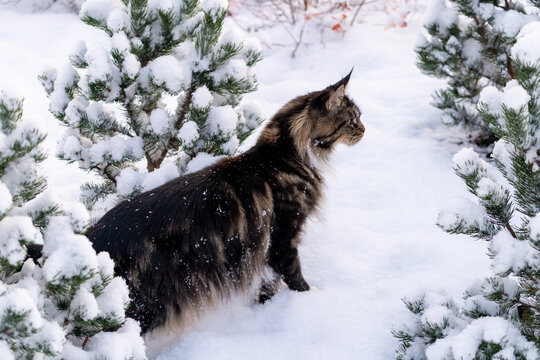 Large blotched tabby bicolor Maine Coon cat exploring new things,  walking through fresh snow in winter garden, surrounded by small Pine trees. Selective soft focus