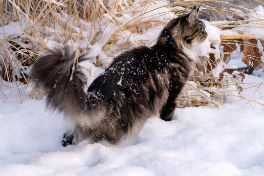 Large blotched tabby bicolor Maine Coon cat walking through fresh snow in winter garden. Selective soft focus