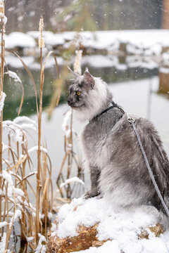 Silver Black smoke Maine Coon kitten with harness and leash sitting on the snowy stone at the shore of frozen winter lake with dry Reed stalks in the winter time.  Selective soft focus