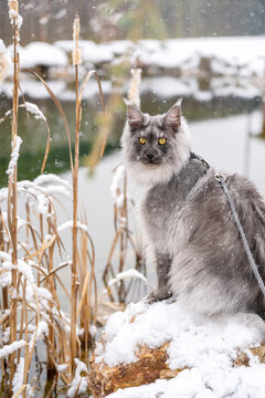 Silver Black smoke Maine Coon kitten with harness and leash looking straight to the camera, sitting on the snowy stone at the shore of frozen winter lake with dry Reed stalks in the winter time.  