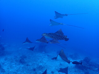 Fototapeta premium School of Spotted Eagle Rays Gliding Above Tropical Coral Reef in Blue Ocean