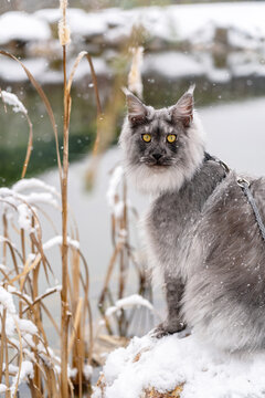 Silver Black smoke Maine Coon kitten with harness and leash looking straight to the camera, sitting on the snowy stone at the shore of frozen winter lake with dry Reed stalks in the winter time.  