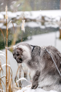 Silver Black smoke Maine Coon kitten with harness and leash sitting on the snowy stone at the shore of frozen winter lake with dry Reed stalks in the winter time.  Selective soft focus